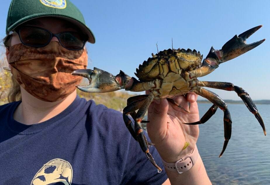 33808950_web1_InvasiveSpecies-FWM-220722-crabpics_1