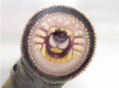 29994lakecowichanLamprey2