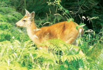 33918lakecowichanWEB-fecalNature-Deer