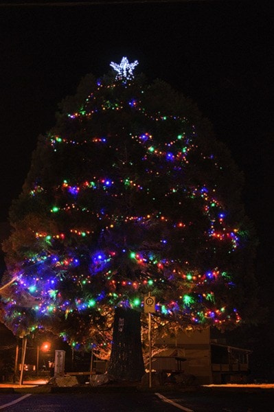 Lake Cowichan's Christmas tree all lit up at the Info Centre at Saywell Park.