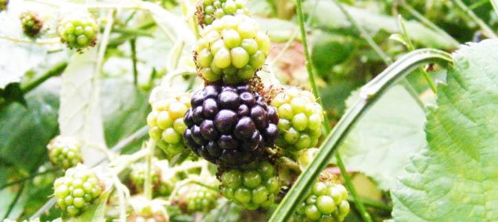 86080lakecowichanWEB-Blackberries