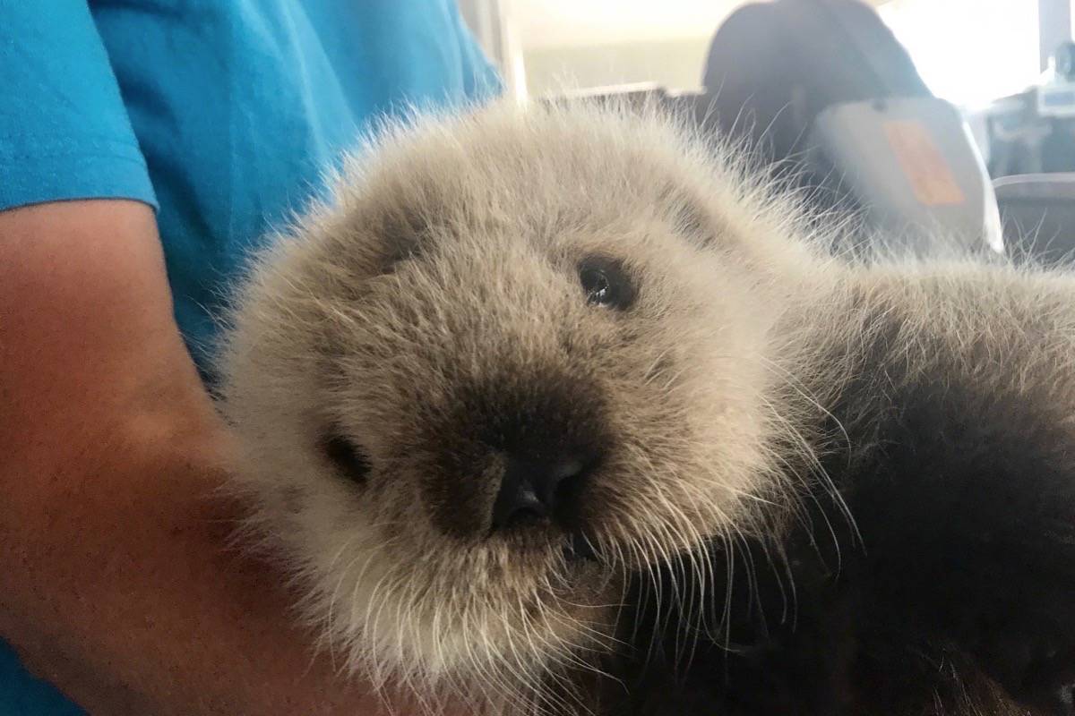 VIDEO: Rescued otter pup hangs out at Vancouver Aquarium