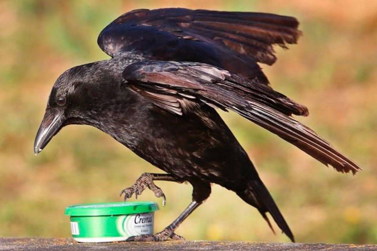 Vancouver’s notorious Canuck the crow tangles with Canada Post
