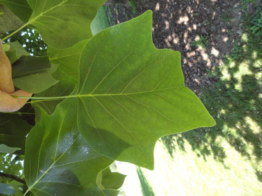 web1_tulip-tree-leaf