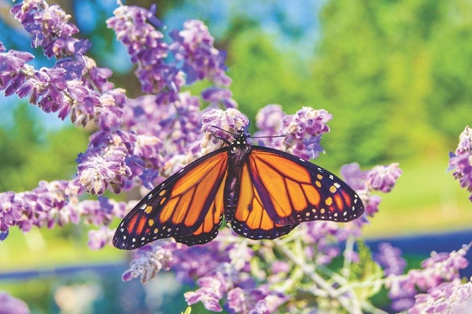 8785015_web1_171003-CCI-monarch-butterfly