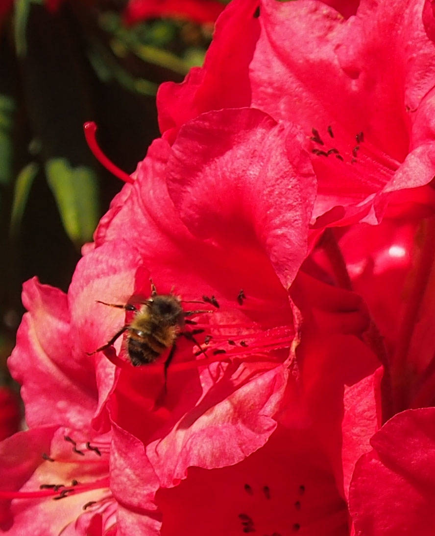 8828490_web1_bee-rhodo