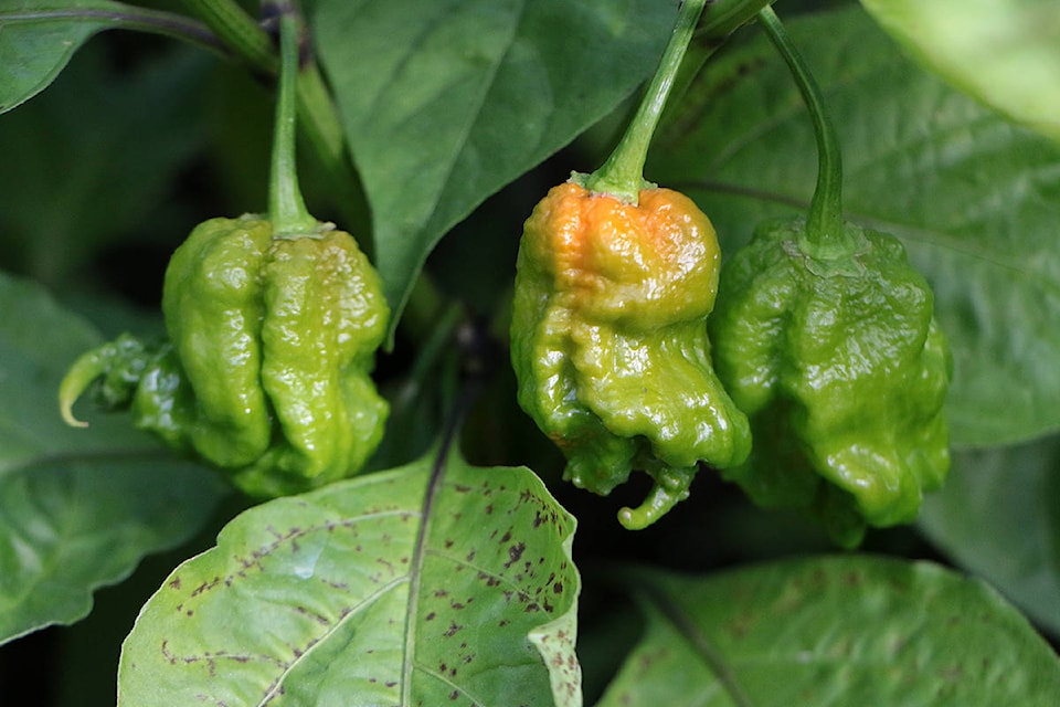 Carolina reapers, which currently hold the record for the hottest pepper in the world, grow in the Fat Chili greenhouse. (Kevin Rothbauer/Citizen)