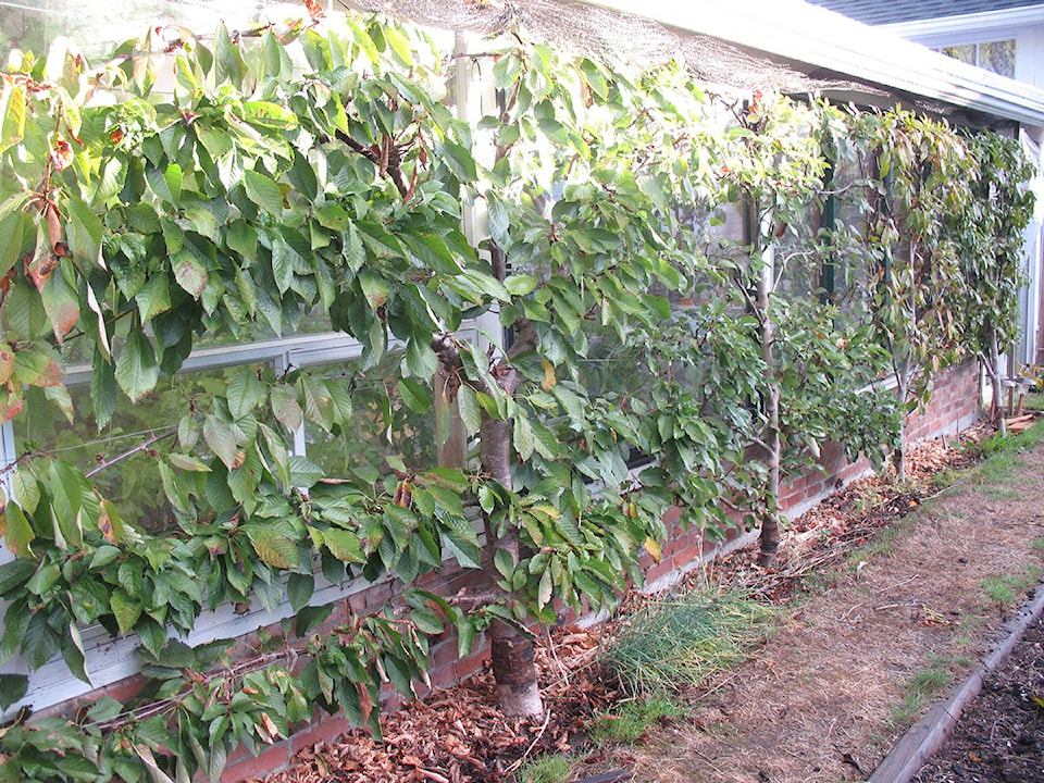 8920603_web1_espalier-fruit-trees