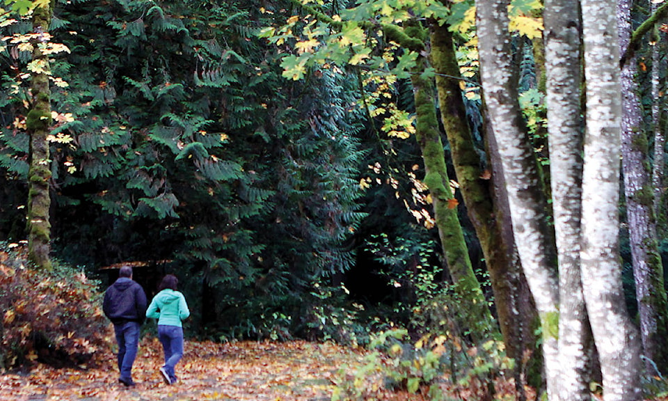 9824047_web1_stroll-in-the-woods
