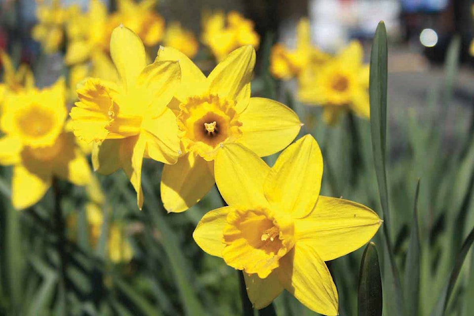11054032_web1_180321-CCI-daffodils