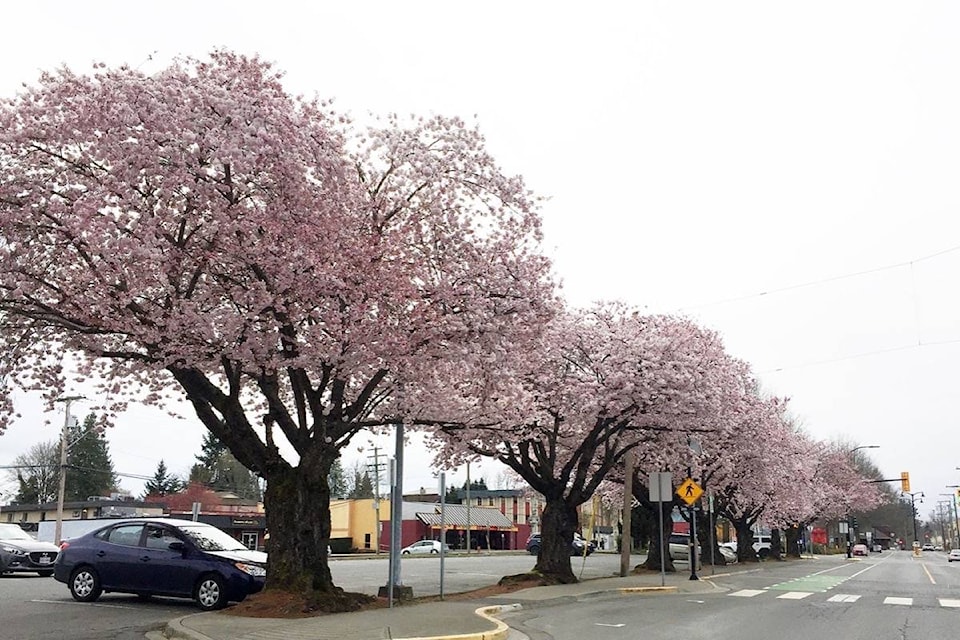 11322210_web1_180405-CCI-M-cherry-trees3