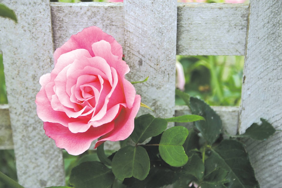 12411313_web1_pink-rose