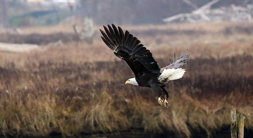 14630344_web1_Eagle-taking-Flight-0033