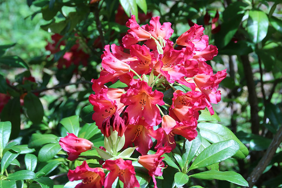 Brilliantly coloured flowers line the pathway at Lake Cowichan’s Memorial Rhododendron Park during Heritage Days. (Lexi Bainas/Gazette)