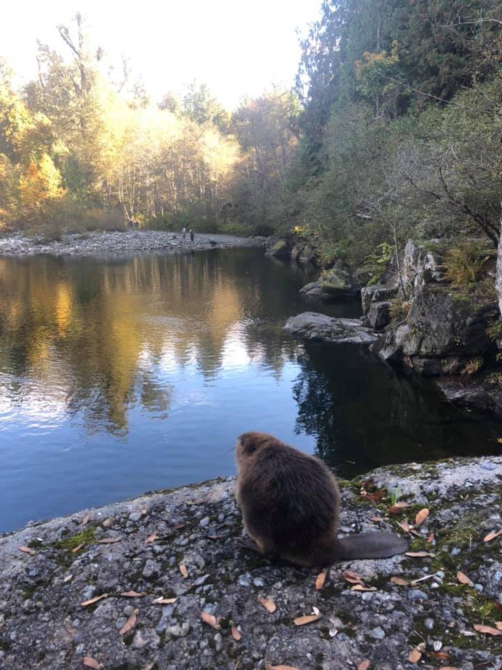 19073984_web1_101023-CCI-beaver-rescue_4