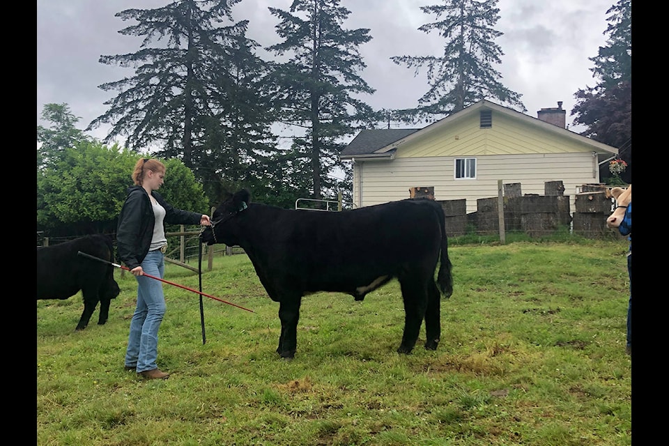 Hailey Martin was the Senior Showman Grand Champion at the 4-H Beef Club show in 2020. (submitted)