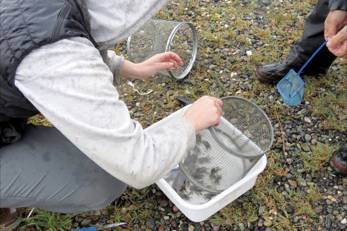 Volunteers return to Blackie Spit Sept. 26 to check what was caught. (Contributed photo)