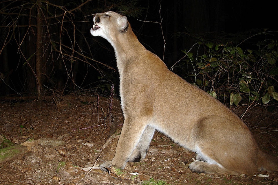 24373207_web1_210211-GNG-Cougar-density-on-Island-d_1