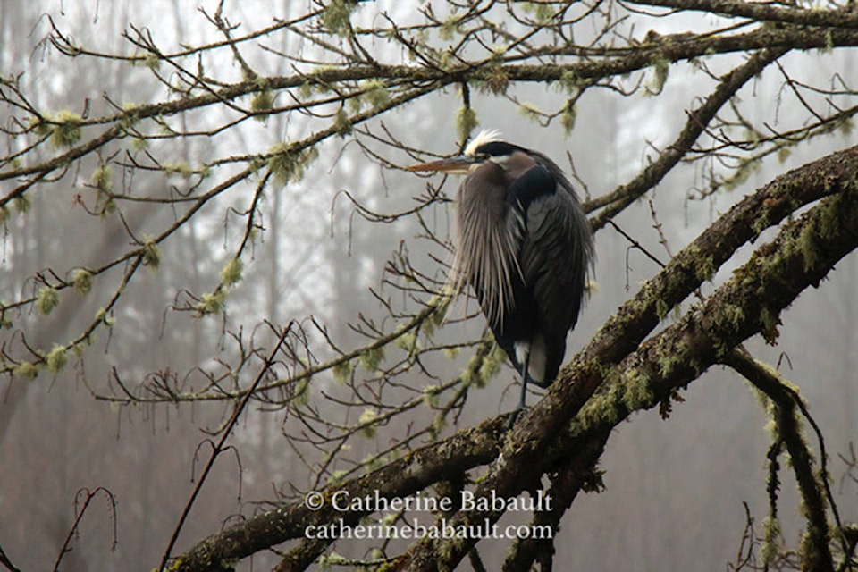 Catherine Babault will take viewers on a photo journey at the next meeting of the Cowichan Valley Naturalists on March 16, 2021. (Catherine Babault photo)