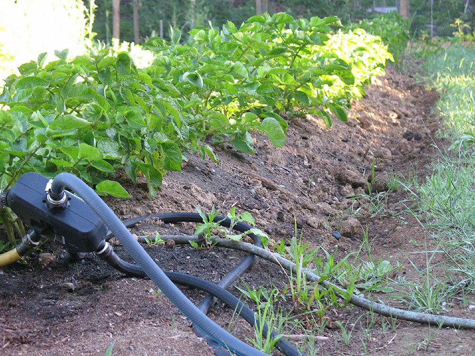 25537200_web1_210624-LCO-June24Lowther-potato-plants_2