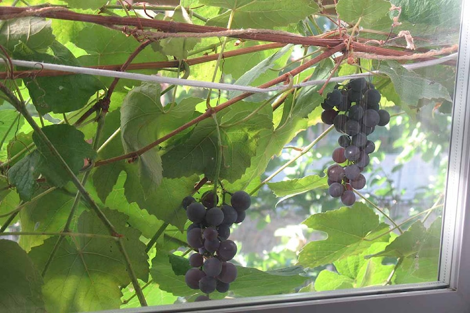 26364698_web1_210909-LCO-Sept9Lowther-grapes_1