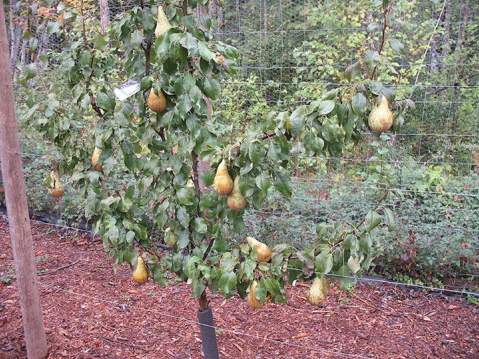 26826581_web1_211021-LCO-Oct21Lowther-pears_1
