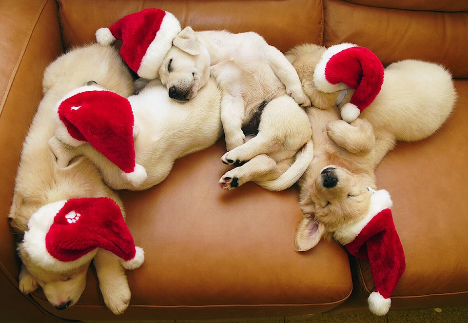 27588492_web1_211223-CCI-editorial-puppies-santa-hats_1