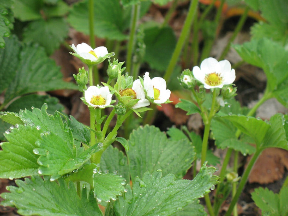 29252427_web1_220602-LCO-June2Lowther-strawberries_1