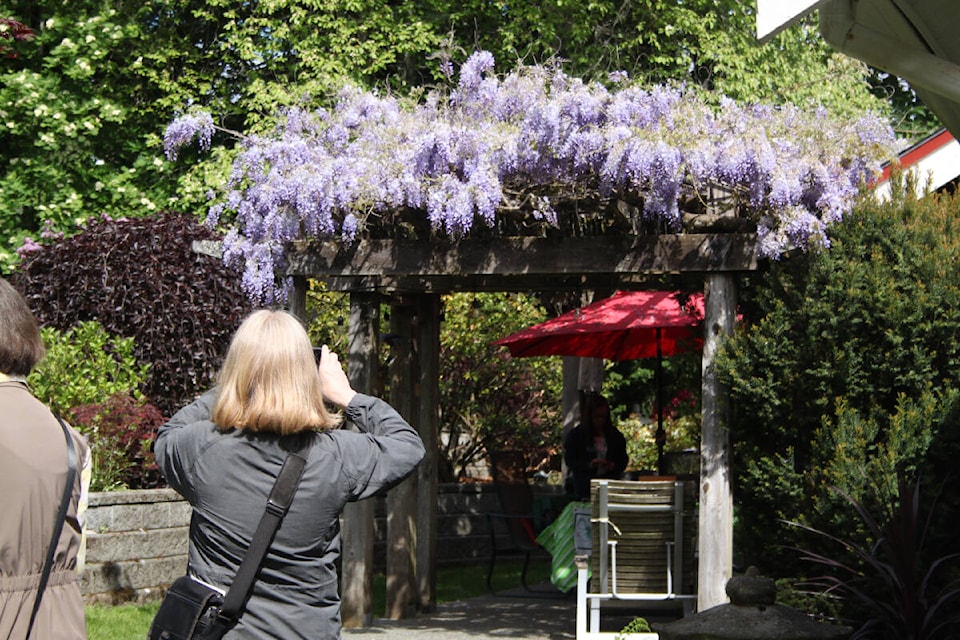Wisteria flowering over a patio is an eye-catching addition to a Mill Bay garden during the Cowichan Family Life Association’s annual garden tour held May 29, 2022. (Andrea Rondeau/Citizen)
