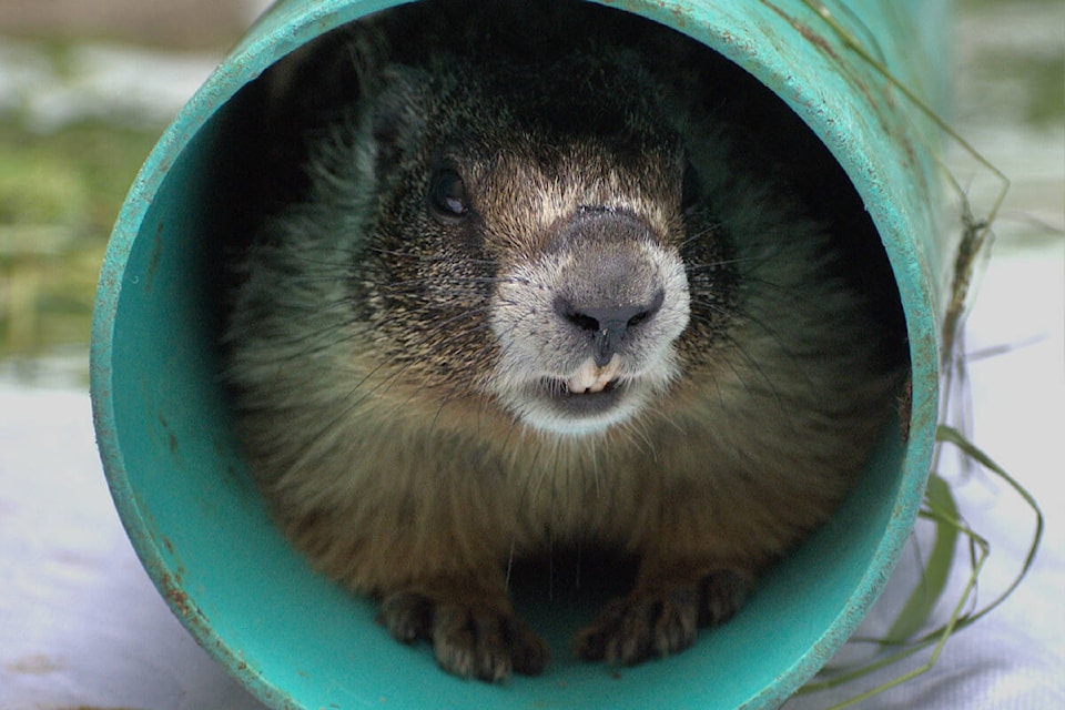 A yellow-bellied marmot will be sent back to the mainland after capture in Saanich. (Courtesy Wild ARC)