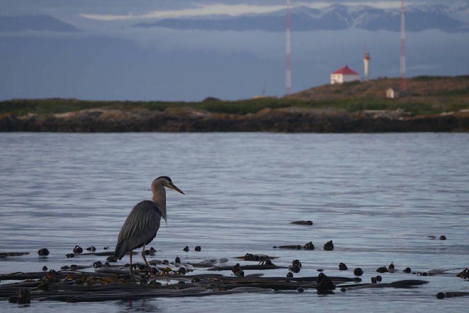 Great blue herons, like this one pictured off the coast of South Oak Bay between Kitty Islet and the Victoria Golf Club, are among at-risk species affected by dogs in Greater Victoria’s migratory bird sanctuaries. (Evert Lindquist/News Staff)