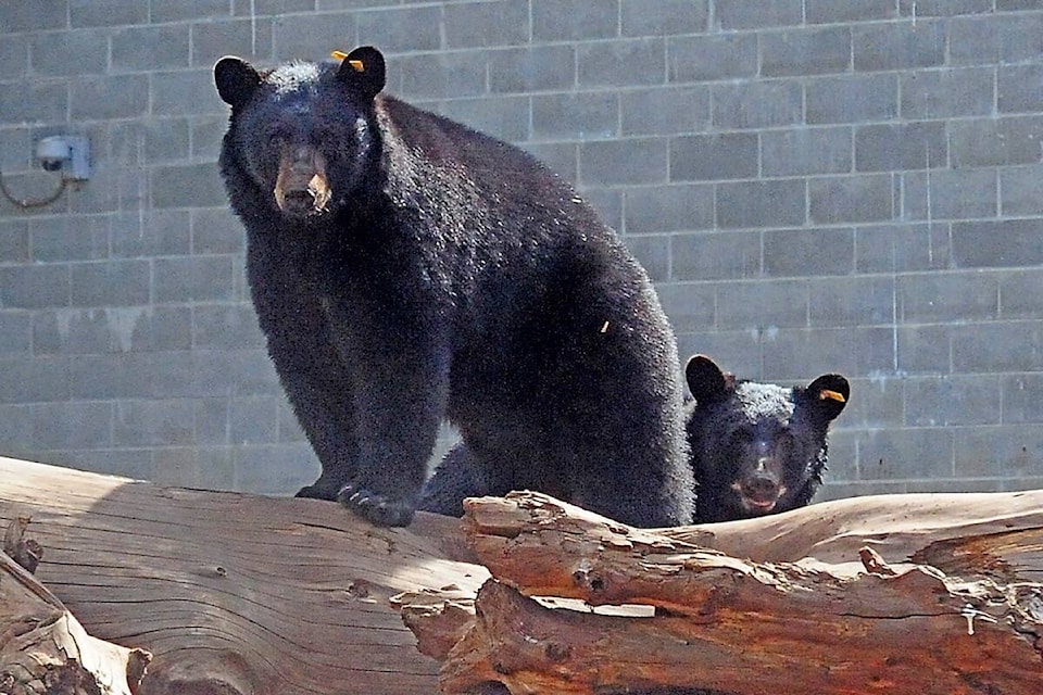 29549327_web1_220629-PQN-Bears-Released-To-Wild-Bears_1