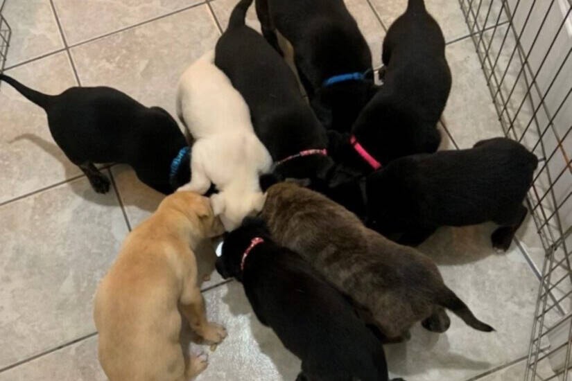 Dallas’s nine puppies are weaned and eating kibble; they will be available for adoption soon. (Photo/BCSPCA)