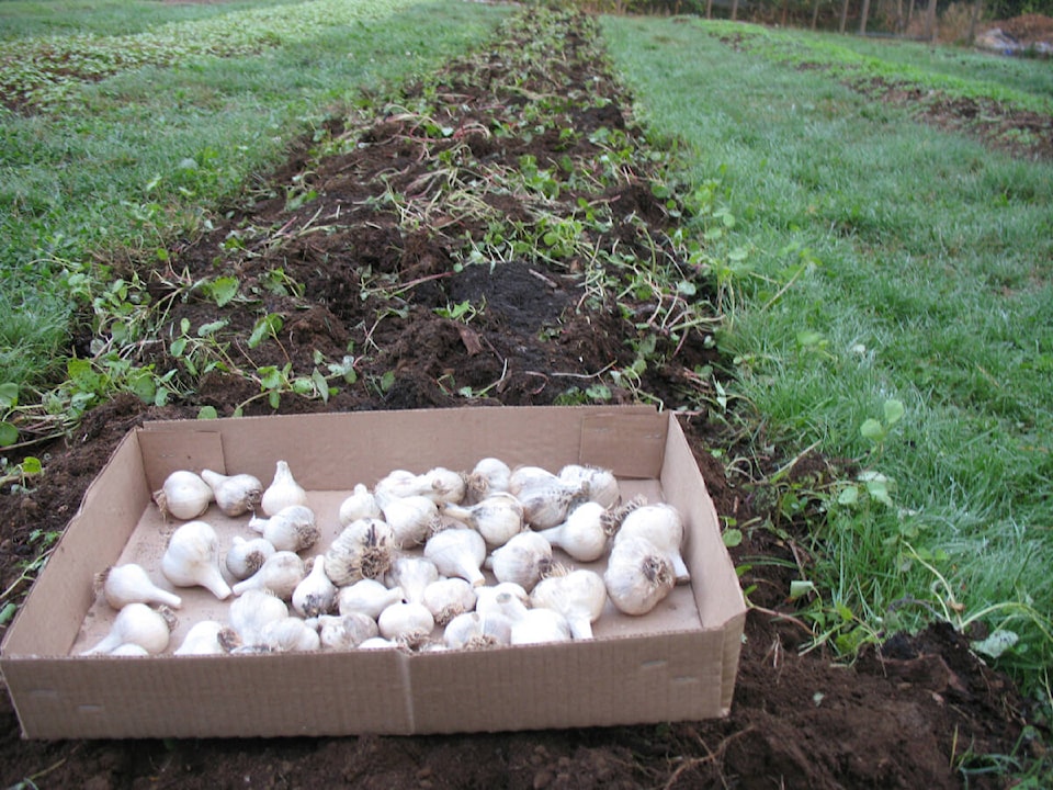 30691657_web1_221020-LCO-Oct20Lowther-garlic_1