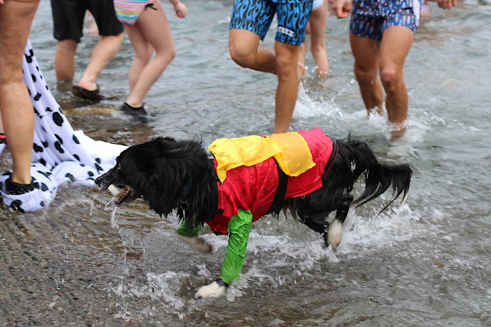 Hundreds of people and even some pets braved the cold on Sunday, Jan. 1 for the Maple Bay Rowing Club’s annual New Year’s day polar bear swim. (Sarah Simpson/Citizen)