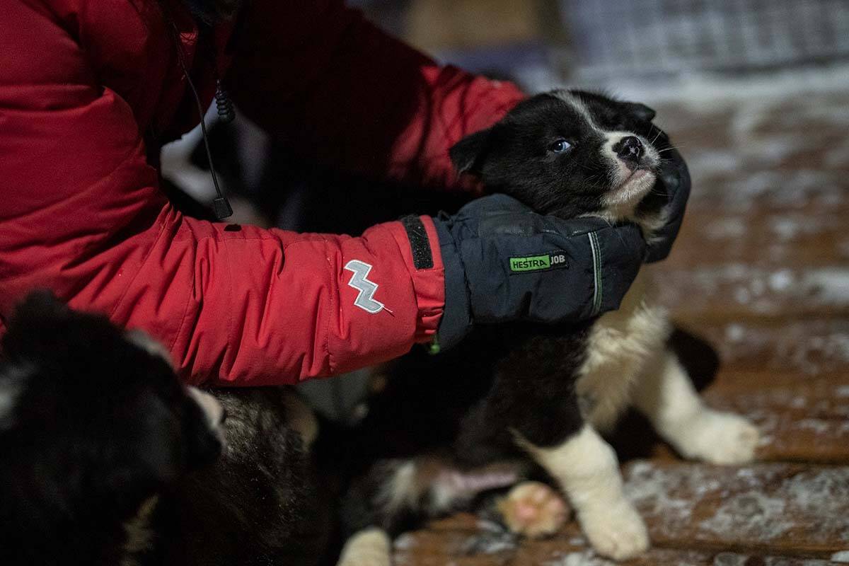 Karina Bernlow pets a Greenland puppy at her dog yard in Bolterdalen, Norway, Tuesday, Jan. 10, 2023. Her and husband, Martin Munck, run Green Dog. Its located half a dozen miles from the main village in Svalbard, a Norwegian archipelago so close to the North Pole that winter is shrouded in uninterrupted darkness. (AP Photo/Daniel Cole)