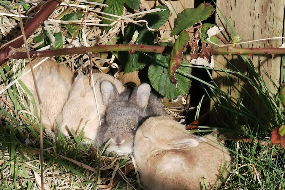 32290153_web1_230230-VNE-AbandonedBunnies-fb_1