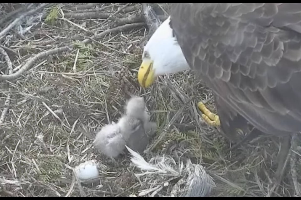 Two baby eagles, or eaglets, have hatched successfully in the Hancock Wildlife Foundation’s White Rock nest. The South Surrey nest has two eggs that are also expected to start hatching within the next week. (Hancock Wildlife Foundation live cam/hancockwildlife.org)