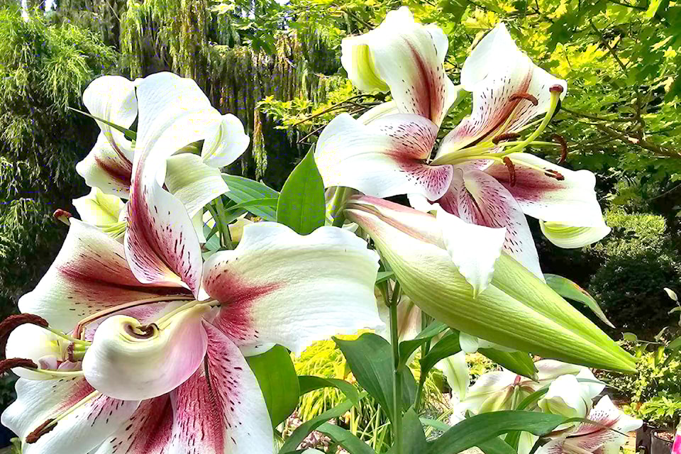 Zeba lilies are shining in the garden this summer.