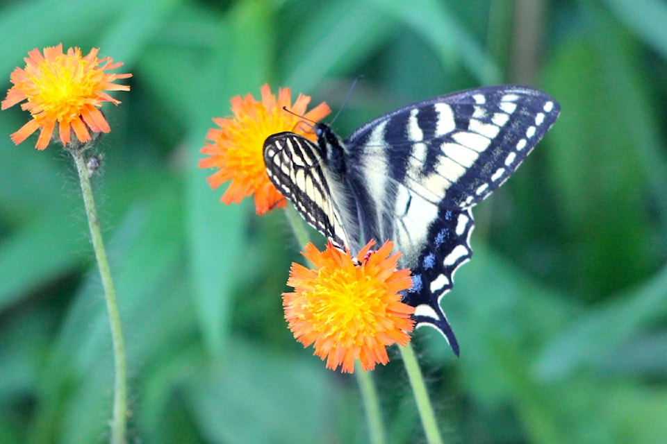 Canadian tiger swallowtail butterfly spotted near Prince George in early July.
