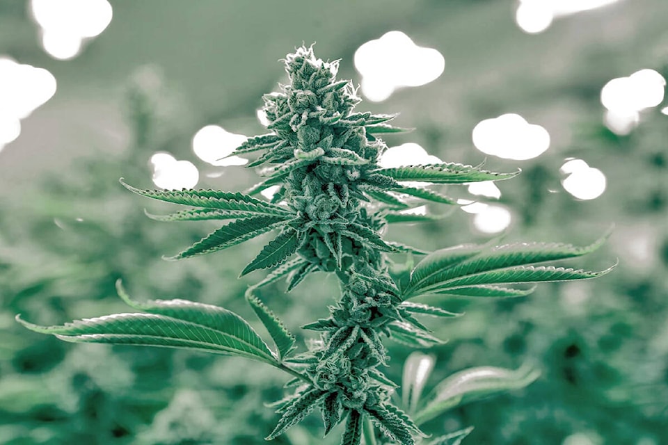 Proposed Cannabis store regulations for 91ԭ City would limit their locations to commercial areas and keep them at least 200m from schools and 100m from  child care centres. Public consultation will take place before it is passed.