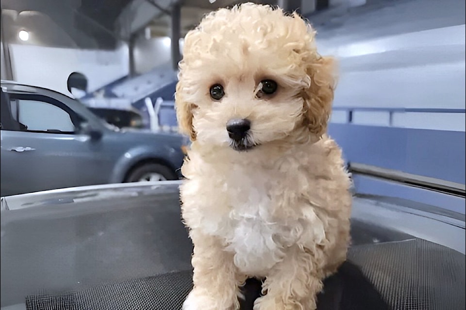 Two-year-old poodle-maltese cross Sky was attacked and killed by a larger dog at Vancouver's Second Beach on Aug. 5. A fundraiser by her 91ԭ owners to establish a reward for information has raised close to half the $10,000 target.