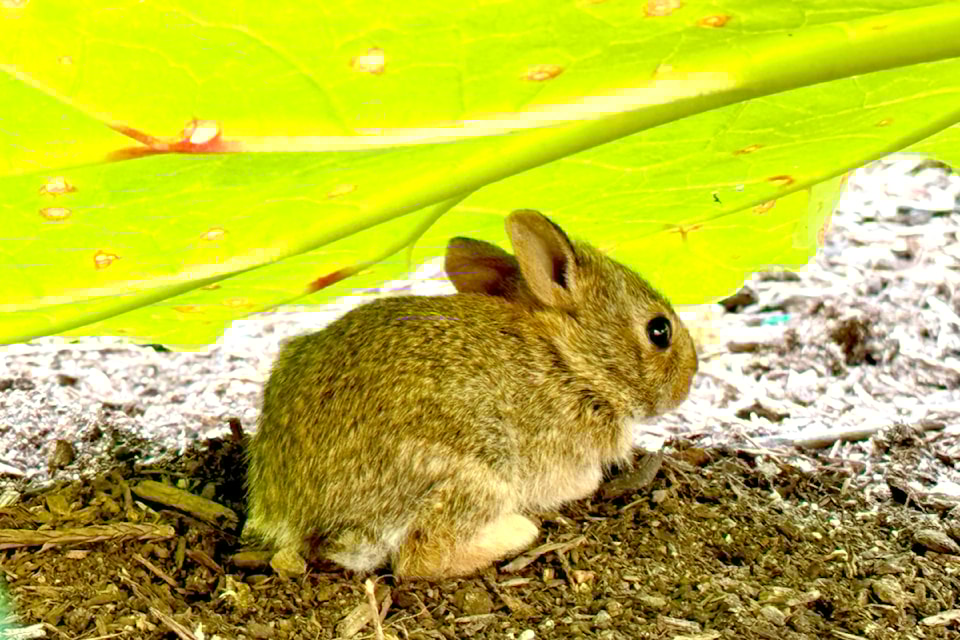 240806-lat-rh-walshbunny1