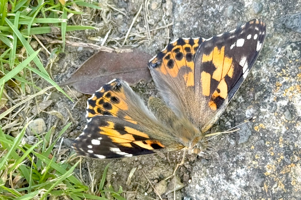 240806-lat-rh-walshbutterfly1