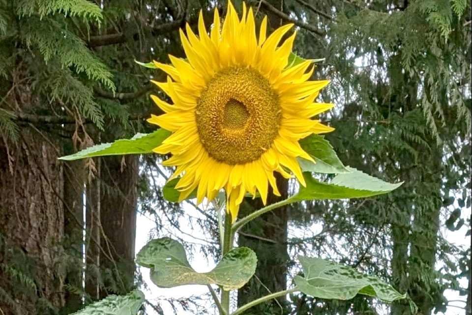 Lilianne  Fuller admired an eight-foot sunflower growing in Fernridge Park. "The height is not remarkable, but the fact that it has grown to that considerable height in a six-inch diametre pot is," Fuller said, noting it was a gift from the birds.