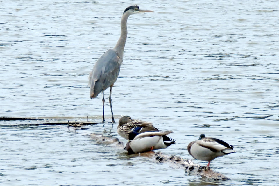 A blue heron and mallard ducks shared some time on the water.