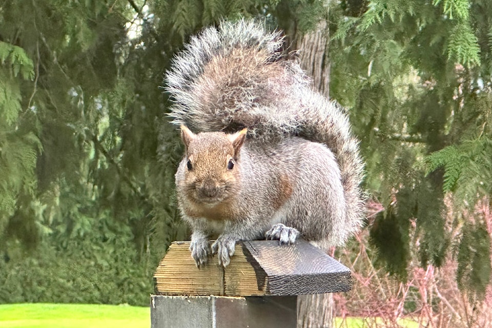 A squirrel hunkered down on a 91ԭ City fence post during the mid-December 2024 windstorm that knocked out power to thousands of local residents. 