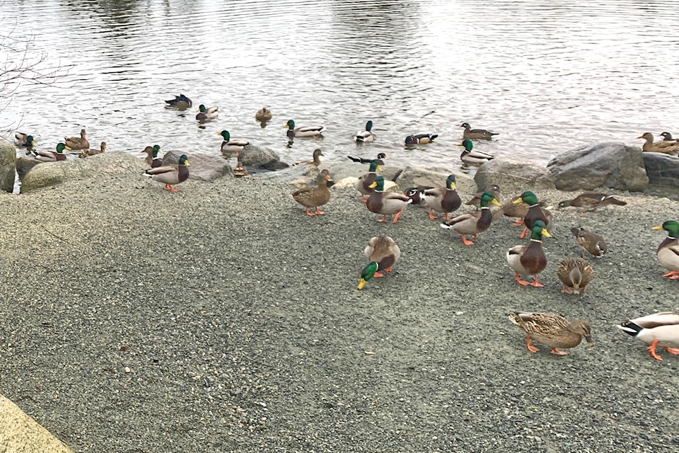 Ducks are a common sight around Brydon Lagoon and many were seen at the kids bird count. 