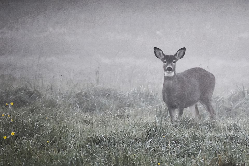 Aspiring photographer Cora Goodyear captured this almost surreal picture of a doe in the early morning mist, taken along Allard Crescent west of Fort 91ԭ. While the fog casts a haze on much of the image, the wild flowers are still a vibrant colour.