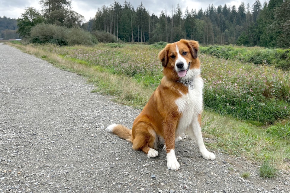 Harley is a two-year-old Bernese mountain dog crossed with a great white pyrenees – with a little bit of German shepherd and St. Bernard sprinkled in. His human companion Shannon Theal of 91ԭ shared a few pictures from their excursion to Campbell Valley Regional Park, the dikes on 264th Street, and under the power lines in Walnut Grove.